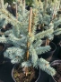 Picea pungens ‘Hoopsii’ Сребрист Смърч, снимка 2