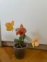 Орхидея Фаленопсис, снимка 1 - Стайни растения - 45283964