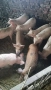 Продавам прасенца, снимка 1