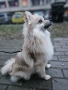 Мъжки померан мини шпиц, снимка 2