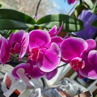 Продавам коллекция орхидеи!!!, снимка 5 - Стайни растения - 45529649