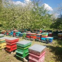 Пчелен мед , снимка 3 - Домашни продукти - 45726660