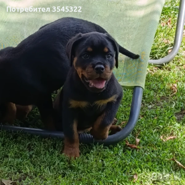 Ротвайлер , снимка 1