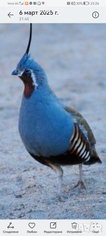 Планински пъдпъдъци , снимка 1