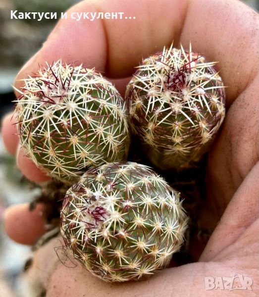 Кактус вид Echinocereus Viridiflorus , снимка 1