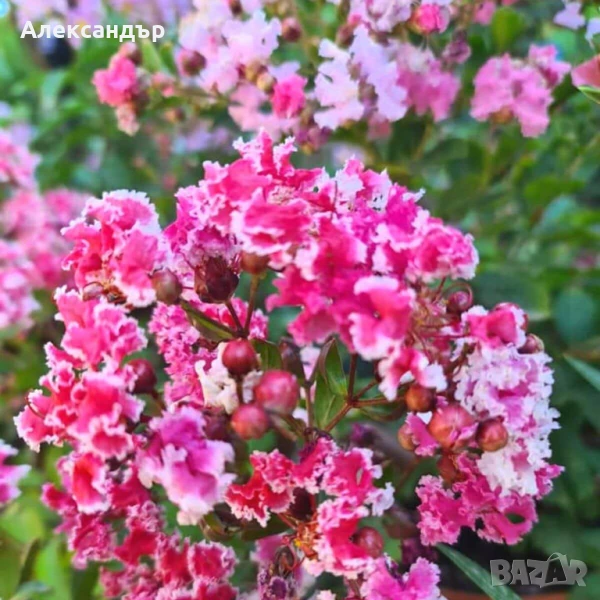 Лагерстремия/Индийски люляк шарен 18 лв, снимка 1