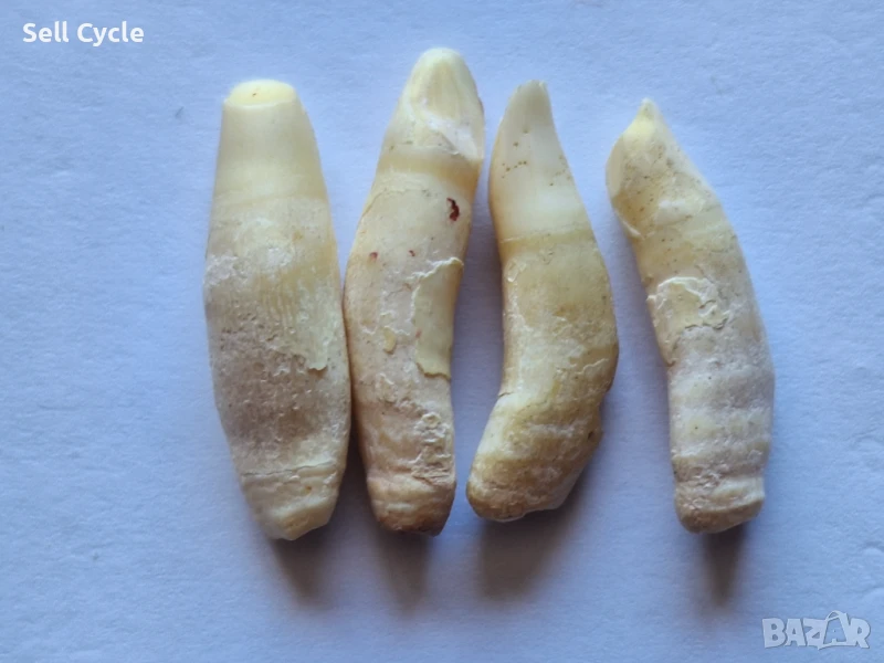 ✅ЗЪБИ ОТ ДЕЛФИН ❗, снимка 1