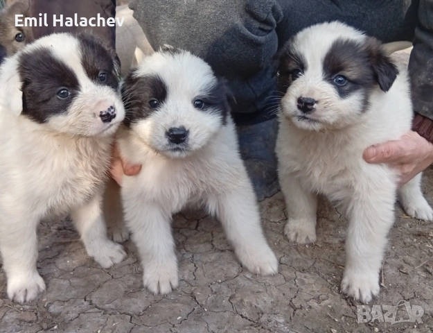 Продавам каракачански кученца , снимка 2 - Каракачанска овчарка - 53925455