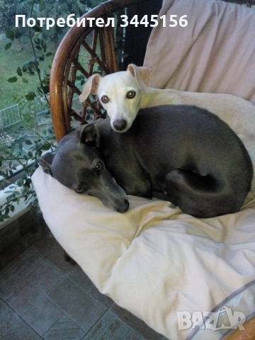 Левретка - Италианска хрътка, снимка 2 - Гонче - 53114867