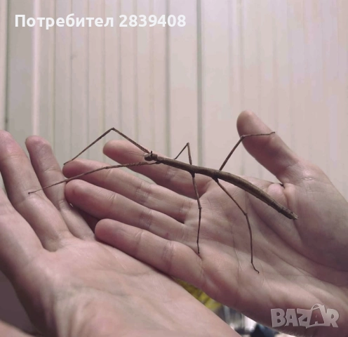 Анамска пръчка / Виетнамска пръчица / Виетнамска пръчка / Насекоми