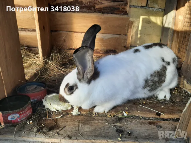 продавам зайци - различни породи и възрасти, снимка 14 - Други животни - 49253579