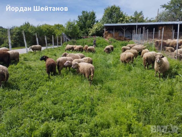 Овце с кочове Мутон Шароле, снимка 4 - Овце - 45649549
