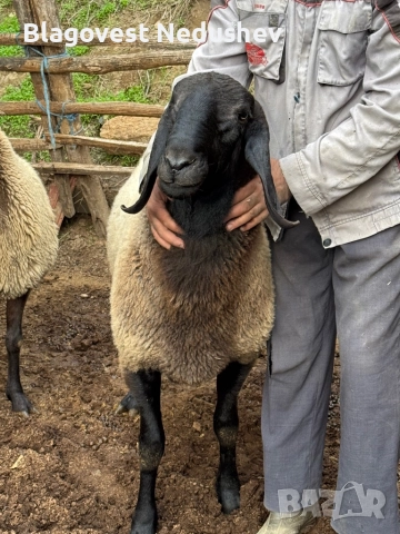 Овен плевенски черноглав, снимка 5 - Овце - 52135634