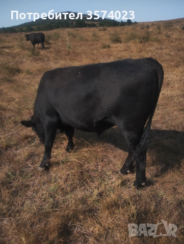 Месодайни телета, снимка 11 - Крави - 54245143