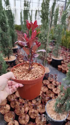  Фотиния Литъл Ред Робин, Photinia fr. Little Red Robin, снимка 8 - Градински цветя и растения - 43806136