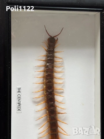 Рамкирана препарирана стоножка, снимка 7 - Антикварни и старинни предмети - 50695517