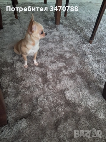 мини чихуахуа , снимка 8 - Чихуахуа - 53390929