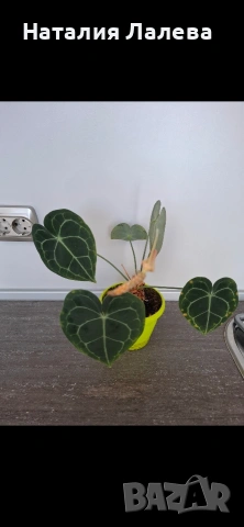 Антуриум, anthurium crystallinum