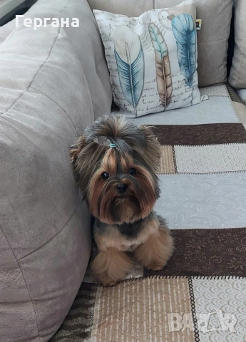 Мини йоркширски териер за разплод, снимка 3 - Йоркширски териер - 53504571