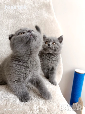 качеството не е случайно мо ченца