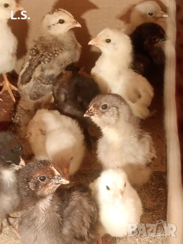 Пилета от синьо-зелени яйца- Акаукана, снимка 3 - Кокошки и пуйки - 54058383