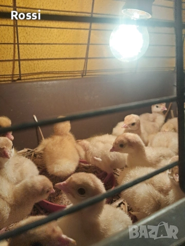 Домашни пуйчета, снимка 4 - Кокошки и пуйки - 53629531