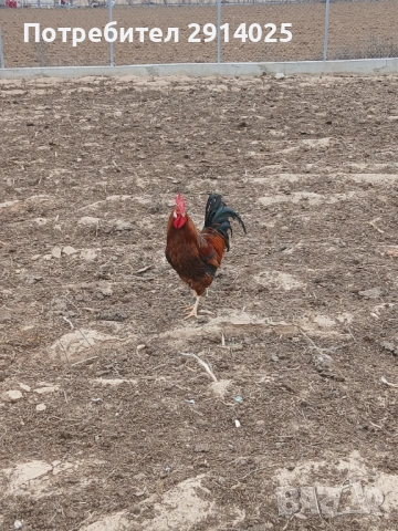 Петел, снимка 2 - Кокошки и пуйки - 53868969