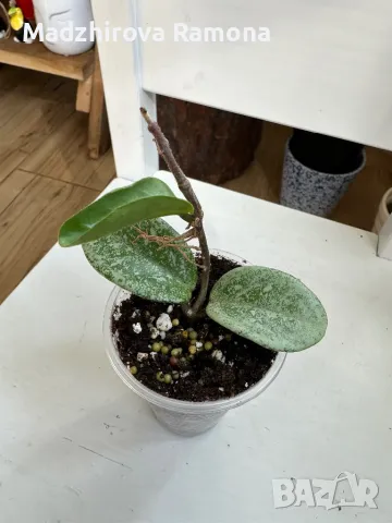 Hoya Carnosa nova ghost , снимка 1 - Стайни растения - 49291258