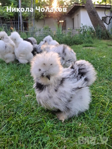 Американски копринки яйца , снимка 5 - Кокошки и пуйки - 54220790