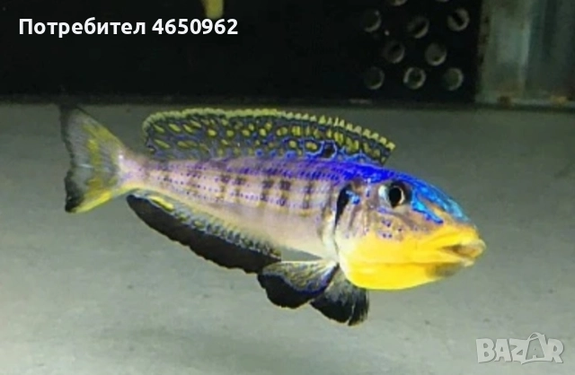 Аквариумни риби, африкански цихлиди от езерото Танганика, снимка 12 - Рибки - 52416463