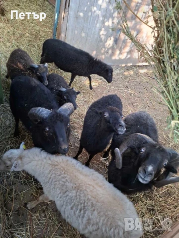 Продавам шутлански овце , снимка 5 - Овце - 49606595