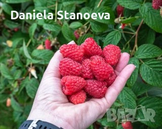🍓 „Градински разсад ягоди – висок добив и отличен вкус“, снимка 3 - Разсади - 53839832