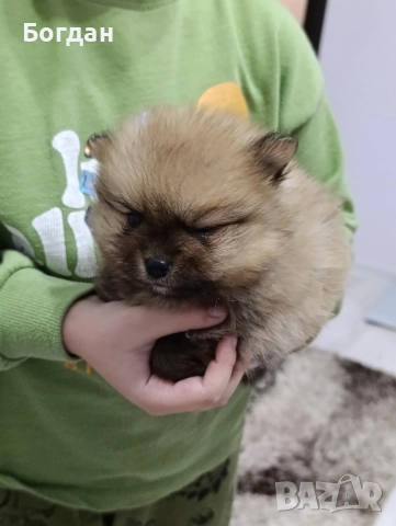 малки сладки госпожици , снимка 5 - Померан - 46673568