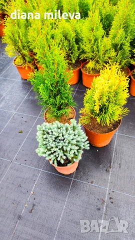 Промо пакет от 3бр студоустойчиви иглолистни и вечнозелени растения!, снимка 4 - Градински цветя и растения - 51219566