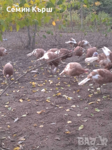 Пуйки Ред Бърбън, снимка 7 - Кокошки и пуйки - 52122158