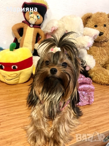 Йоркширски териер-супер мини йорки, снимка 10 - Йоркширски териер - 50231963