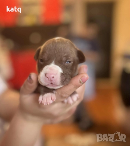 Питбулчета за продажба! 🐾 , снимка 8 - Питбул - 52518976
