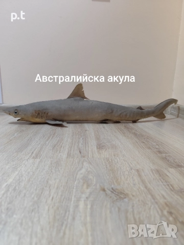Препарирани акули, снимка 9 - Колекции - 51553146