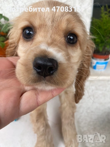 Кокер шпаньол момченце ваксина , снимка 2 - Кокер шпаньол - 54098870