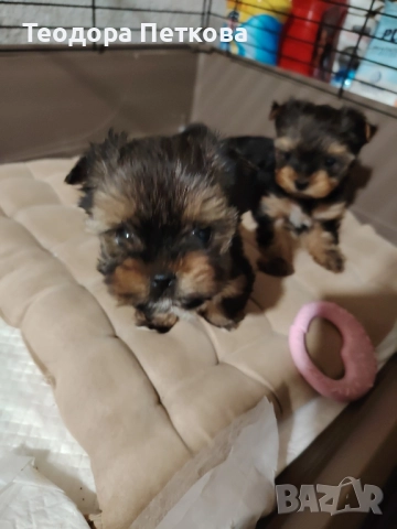 мини йоркширски териер , снимка 3 - Йоркширски териер - 52440882