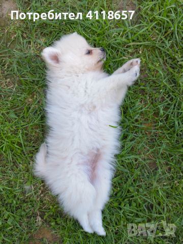 Продават се малки кученца порода Мини Шпиц, снимка 8 - Други - 46041633