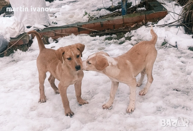 Малки кучета, снимка 3 - Лабрадор ретривър - 53608902