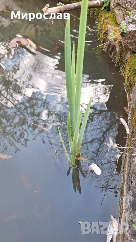Продавам растения Жълт воден ирис, снимка 4 - Градински цветя и растения - 45382578