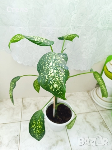 Трилистник, Индрише, Дифенбахия, Бегония, Бенджамин, Епипремнум, Билбергия , снимка 3 - Стайни растения - 52017877