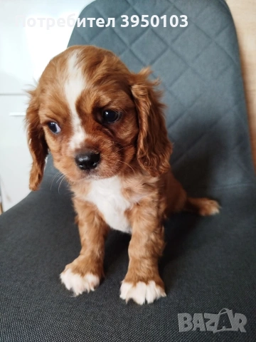 Кавалер Кинг Чарлз шпаньол, снимка 4 - Кавалер кинг чарлз шпаньол - 54088586