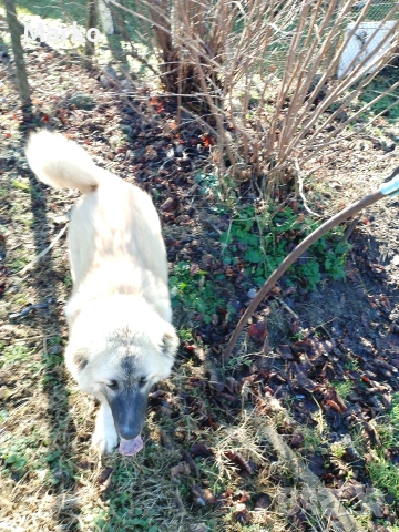 Кангал, снимка 5 - Кангал - 52077831