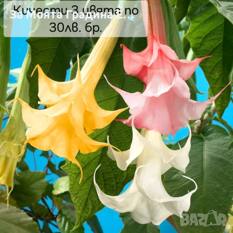 Бругманзия датура - Ангелски тромпет , снимка 9 - Градински цветя и растения - 50632610