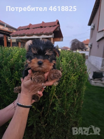 Мини йоркширски териери 