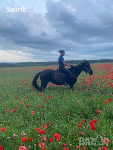 Ездитна кобила Марта, снимка 12 - Коне - 51464803