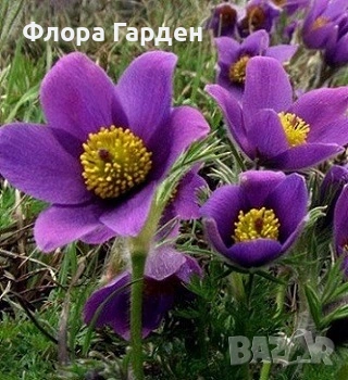 МНОГОГОДИШНИ ЦВЕТЯ - Коренища